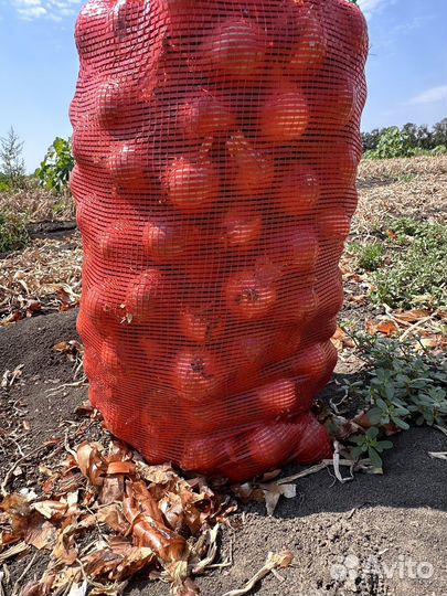 Лук репчатый