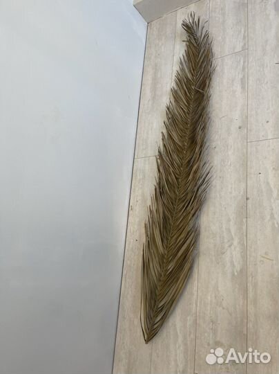 Листья пальмы