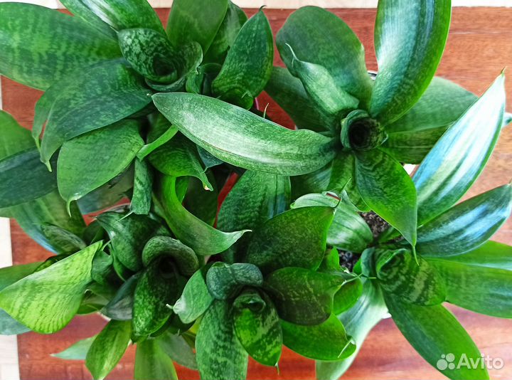 Сансевиерия ханни