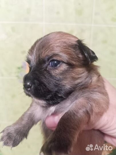 Маленькая собака