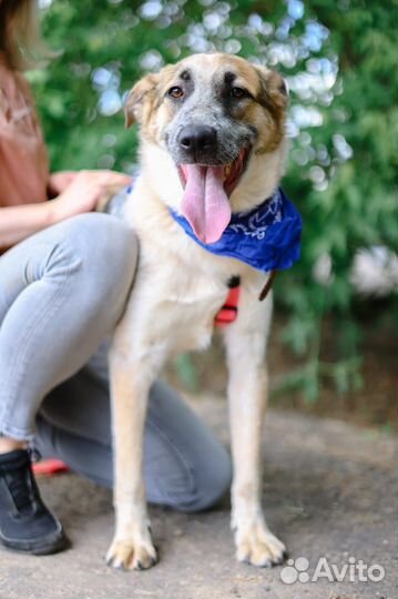 Молодой пёс из приюта мечтает обрести семью