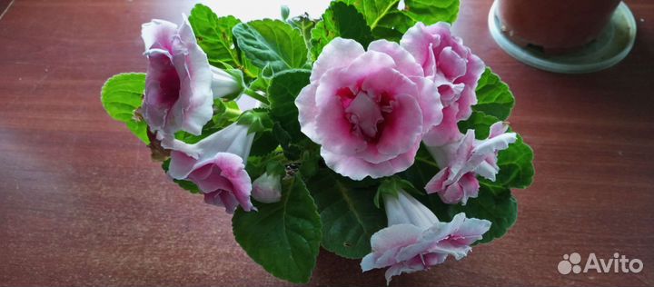 Комнатные цветы