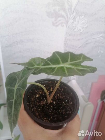 Алоказия полли