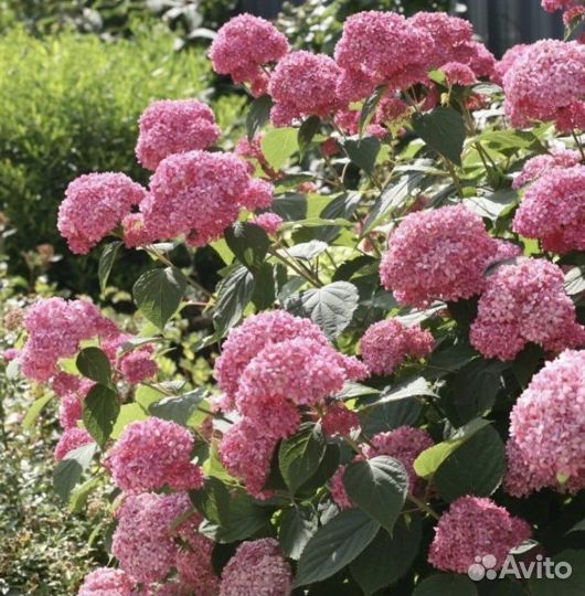 Гортензия древовидная Белла Анна