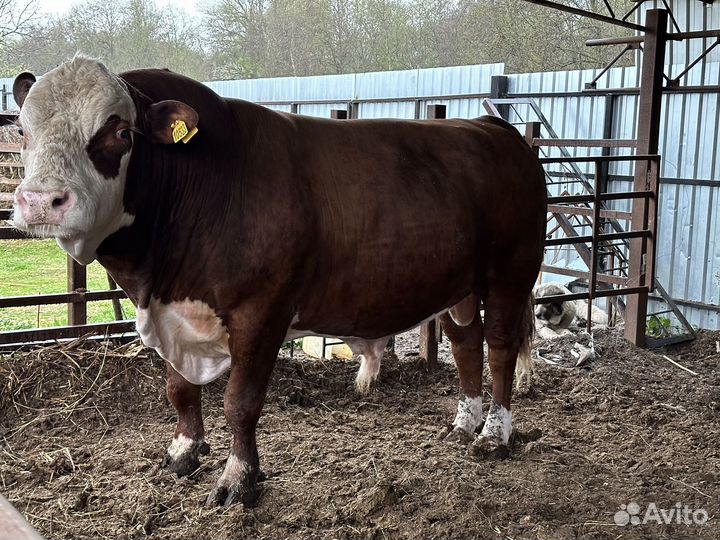 Бычки и быки на мясо