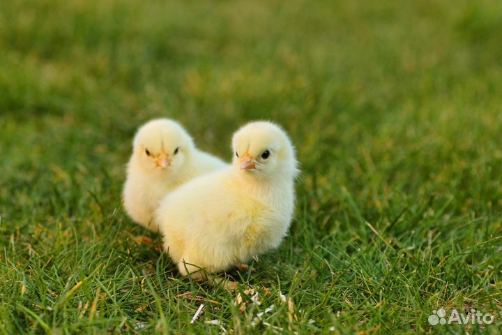 Суточные цыплята бройлеры с доставкой