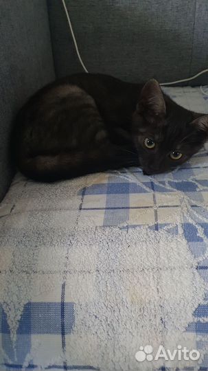 Котенок мальчик