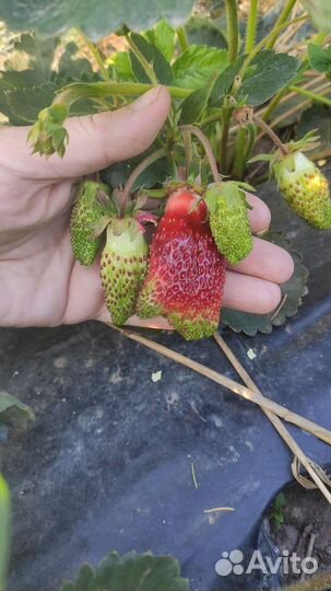 Купчиха саженцы клубники земклуники