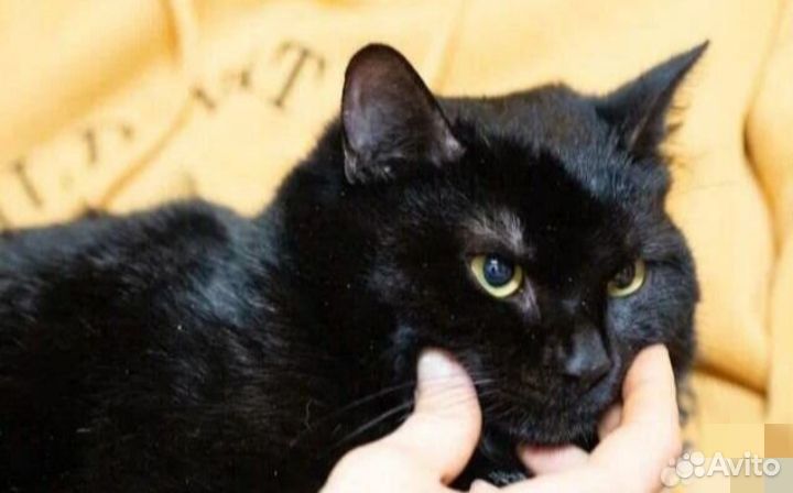 Чёрный красавец из приюта ждёт свою семью