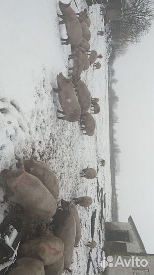 Мясо свинина