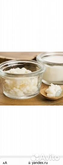 Чайный гриб комбуча,тибетский молочный гриб