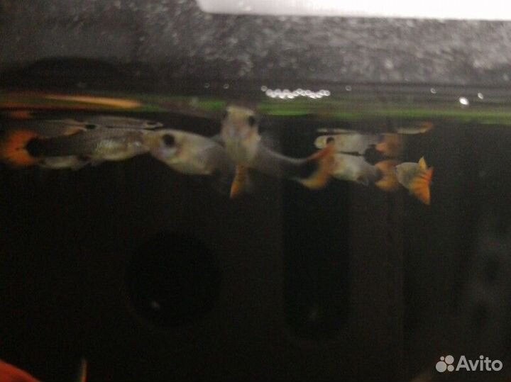 Рыба гуппи