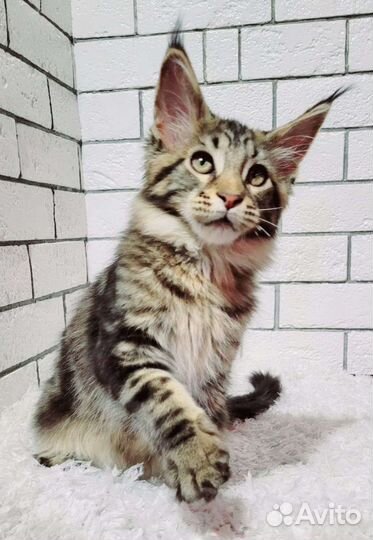 Мейн-кун из питомника