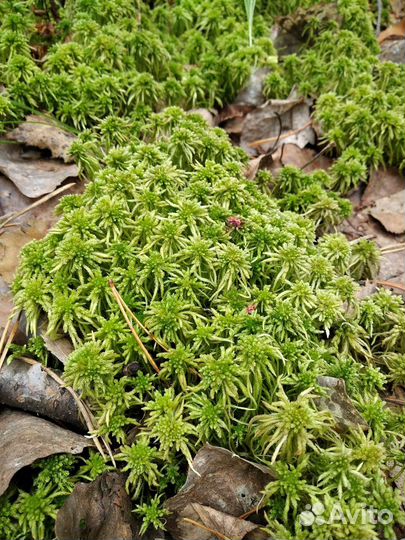 Мох сфагнум живой