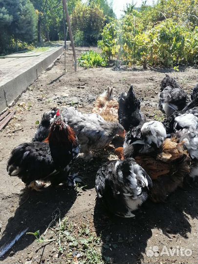 Куры петухи