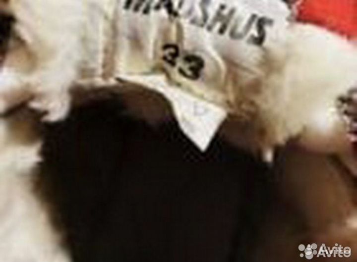 Лыжи Madshus dino + палки + лыжные ботинки Madshus