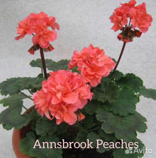 Пеларгония (герань) сортовая