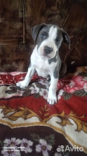 Шикарный парень