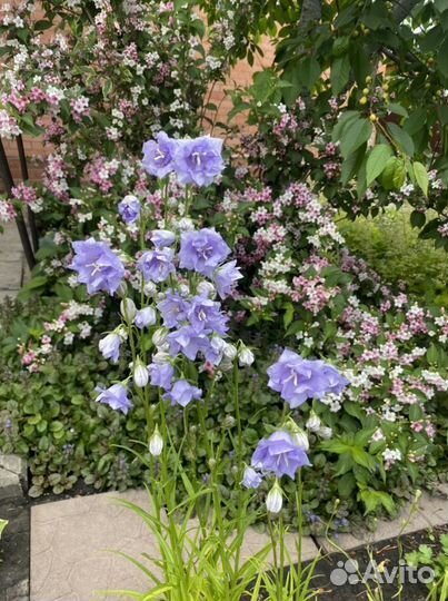 Многолетние цветы для сада