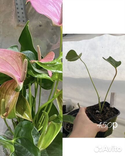 Сортовые антуриумы/кристаллиум/оклахома ред