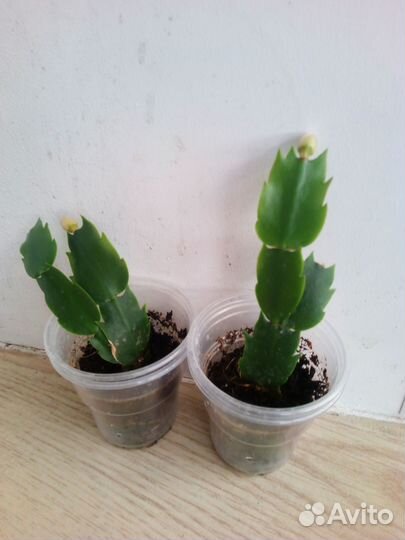 Декабрист и рипсалидопсис, комнатные цветы