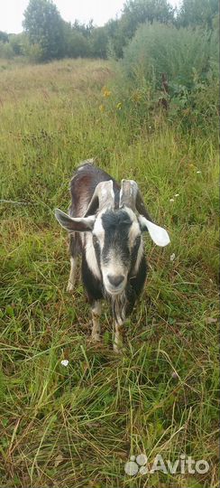 Козел на вязку