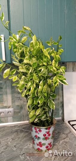 Красивые взрослые растения