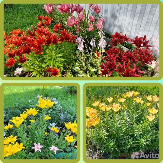 Луковицы лилий