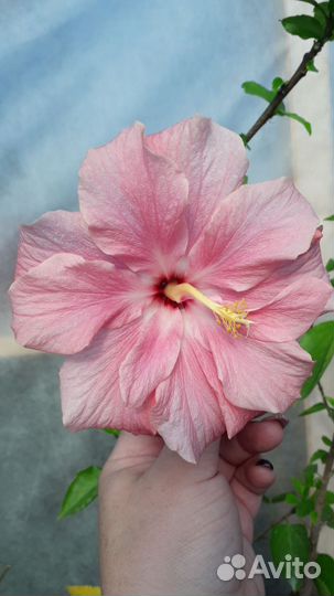 Гибискус комнатный Дабл Пинк