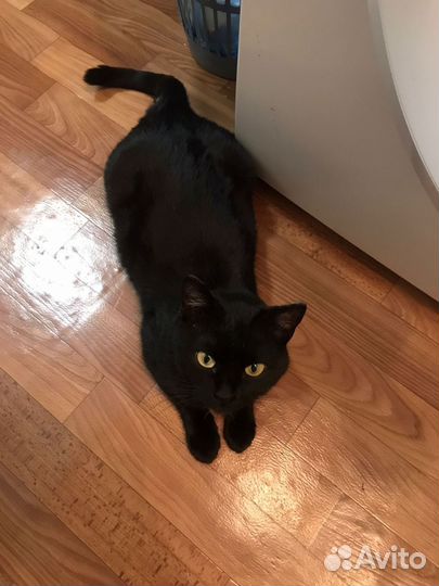 Подросток кошечка