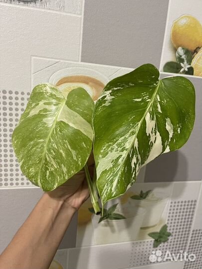 Комнатные растения 4 - монстера альба