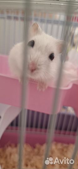 Джунгарский хомяк