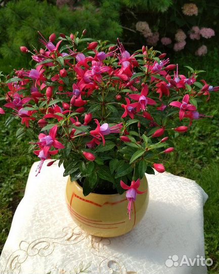 Фуксия,фуксии