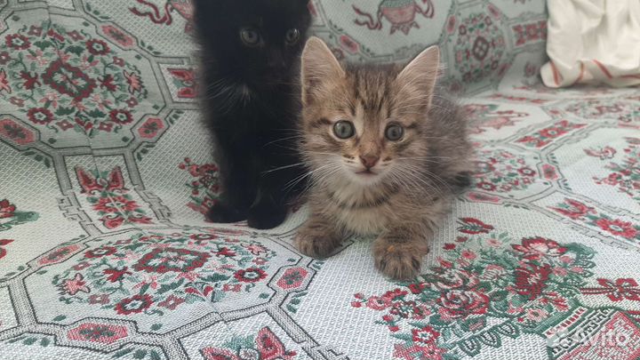 Кошка в дар бесплатно