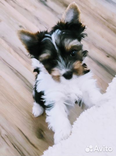 Щенки бивер йорка