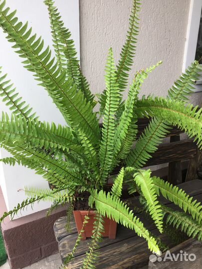 Папоротник комнатный