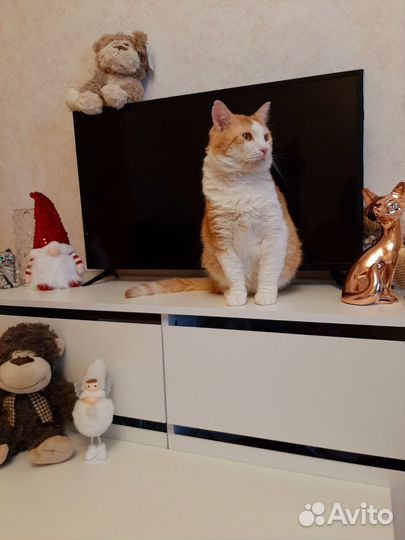 Эмиль в добрые руки