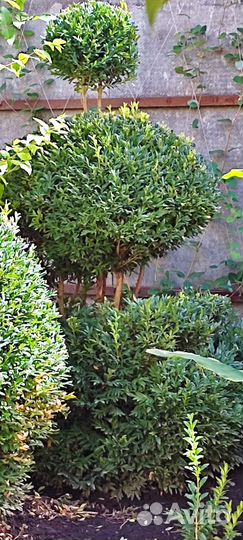 Самшит вечнозелёный