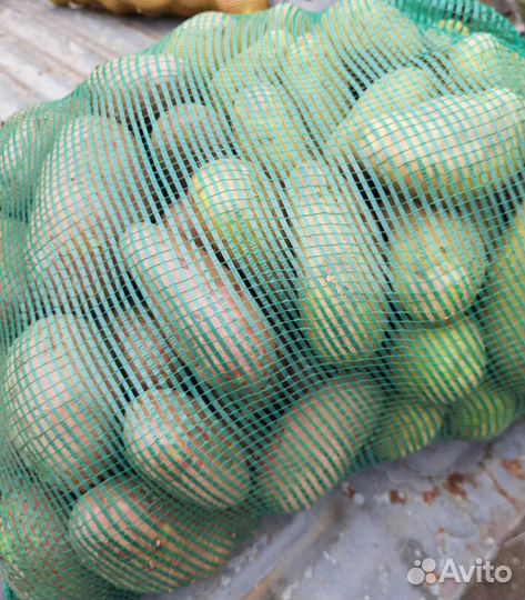 Продам картофель