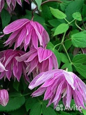Княжики клематисы