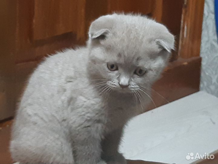 Шотландская вислоухая