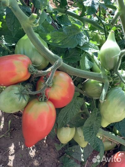 Семена томатов гномы