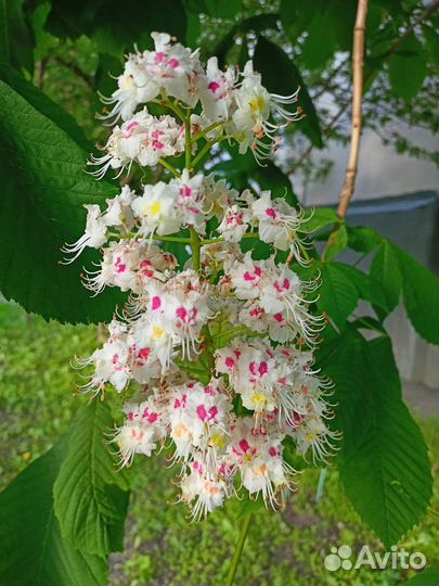 Саженцы каштана