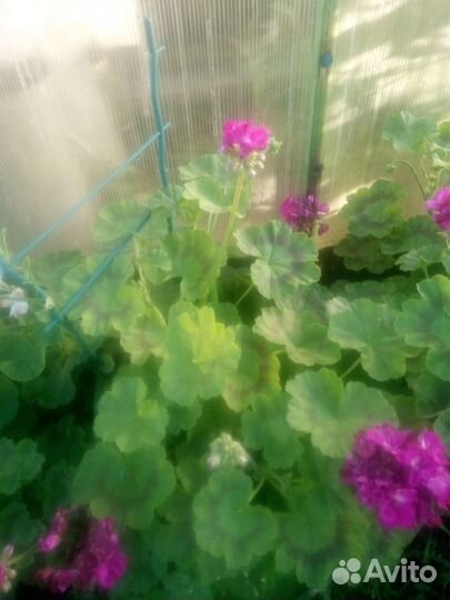 Комнатные цветы герань