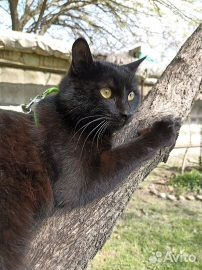 Кошка кот котята