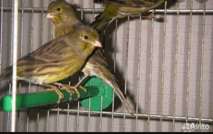 Кенор, кенар, канарейка