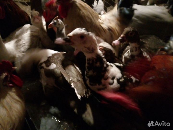 Индоутки на племя