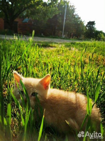 Милые котята в добрые руки