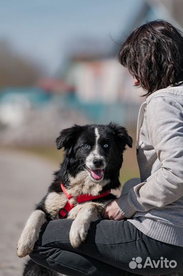 Метисы хаски 11 месяцев в дар в добрые руки