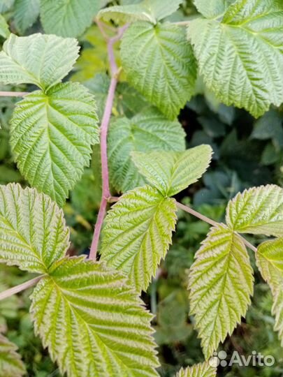 Зелень/черная смородина/чайные наборы